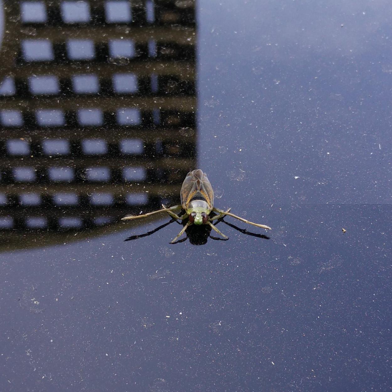 Alien looking bug